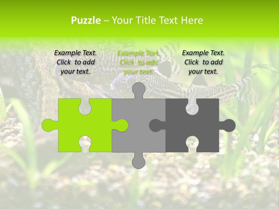 Three Corydoras Trinilleatus Catfish Swimming In A Planted Tropical Aquarium. Space For Copy. PowerPoint Template