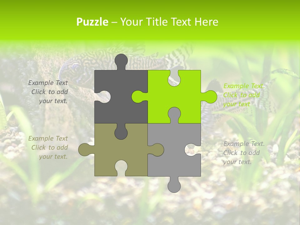 Three Corydoras Trinilleatus Catfish Swimming In A Planted Tropical Aquarium. Space For Copy. PowerPoint Template