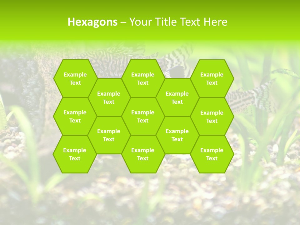 Three Corydoras Trinilleatus Catfish Swimming In A Planted Tropical Aquarium. Space For Copy. PowerPoint Template