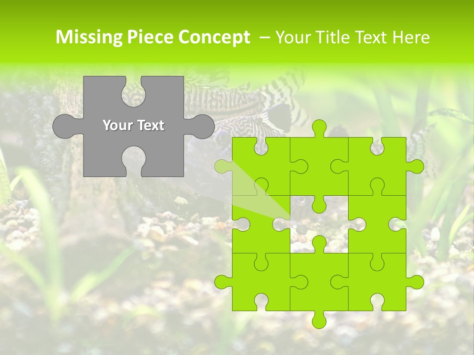 Three Corydoras Trinilleatus Catfish Swimming In A Planted Tropical Aquarium. Space For Copy. PowerPoint Template