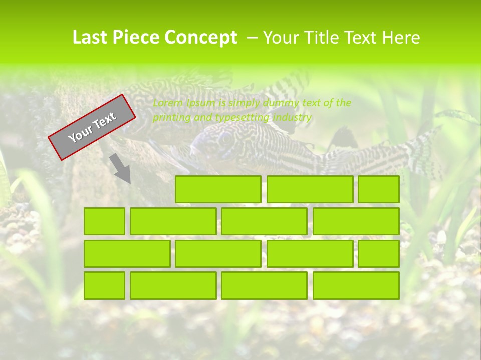 Three Corydoras Trinilleatus Catfish Swimming In A Planted Tropical Aquarium. Space For Copy. PowerPoint Template