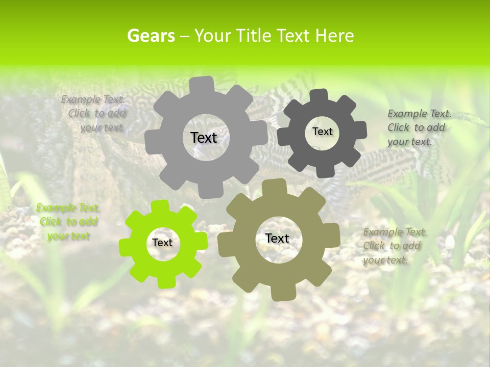 Three Corydoras Trinilleatus Catfish Swimming In A Planted Tropical Aquarium. Space For Copy. PowerPoint Template