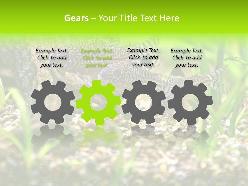 Three Corydoras Trinilleatus Catfish Swimming In A Planted Tropical Aquarium. Space For Copy. PowerPoint Template