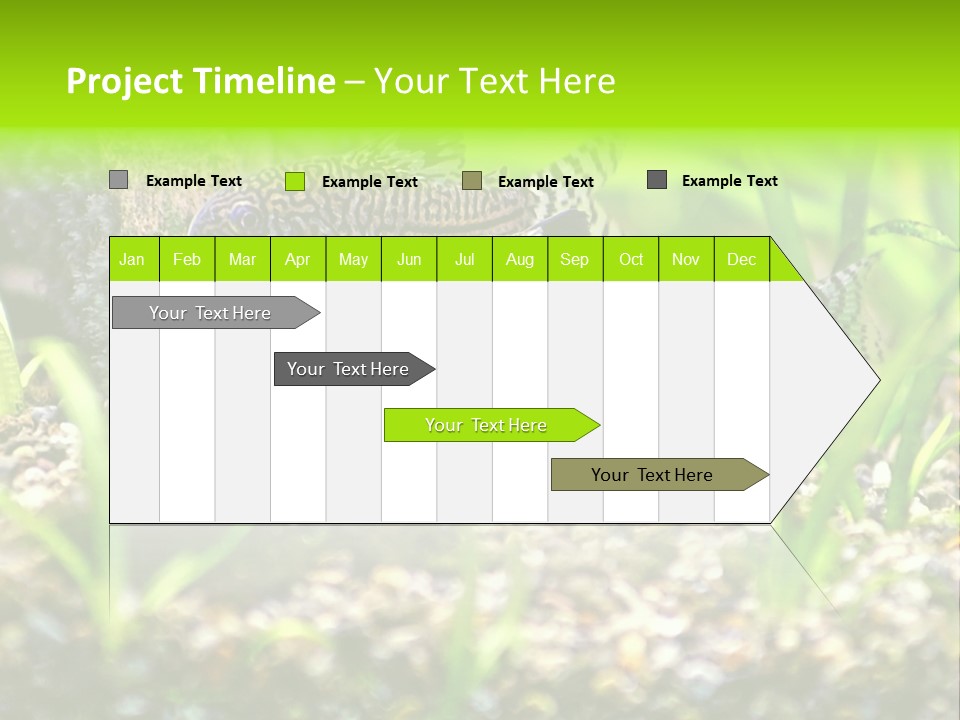 Three Corydoras Trinilleatus Catfish Swimming In A Planted Tropical Aquarium. Space For Copy. PowerPoint Template