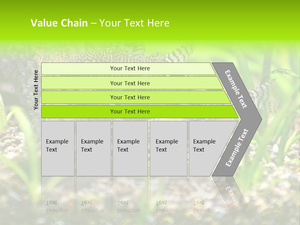 Three Corydoras Trinilleatus Catfish Swimming In A Planted Tropical Aquarium. Space For Copy. PowerPoint Template