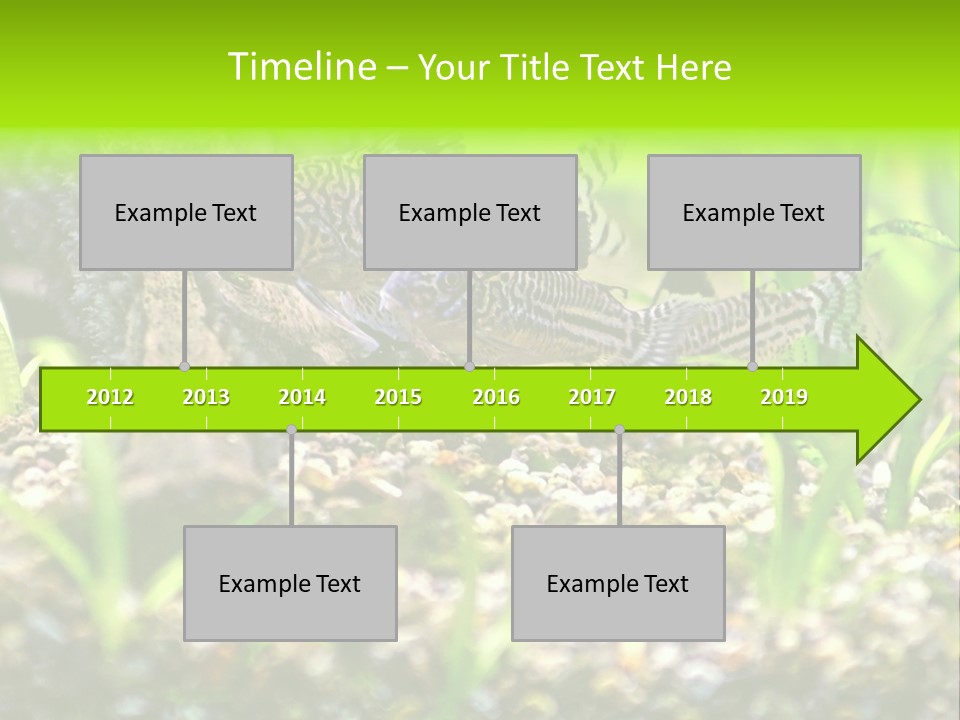 Three Corydoras Trinilleatus Catfish Swimming In A Planted Tropical Aquarium. Space For Copy. PowerPoint Template