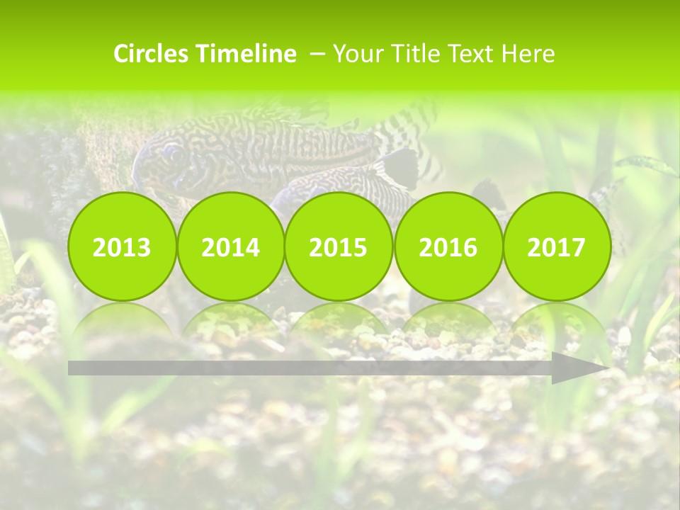 Three Corydoras Trinilleatus Catfish Swimming In A Planted Tropical Aquarium. Space For Copy. PowerPoint Template