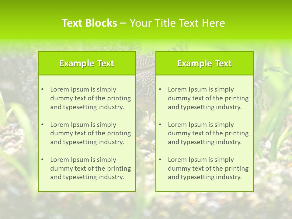Three Corydoras Trinilleatus Catfish Swimming In A Planted Tropical Aquarium. Space For Copy. PowerPoint Template