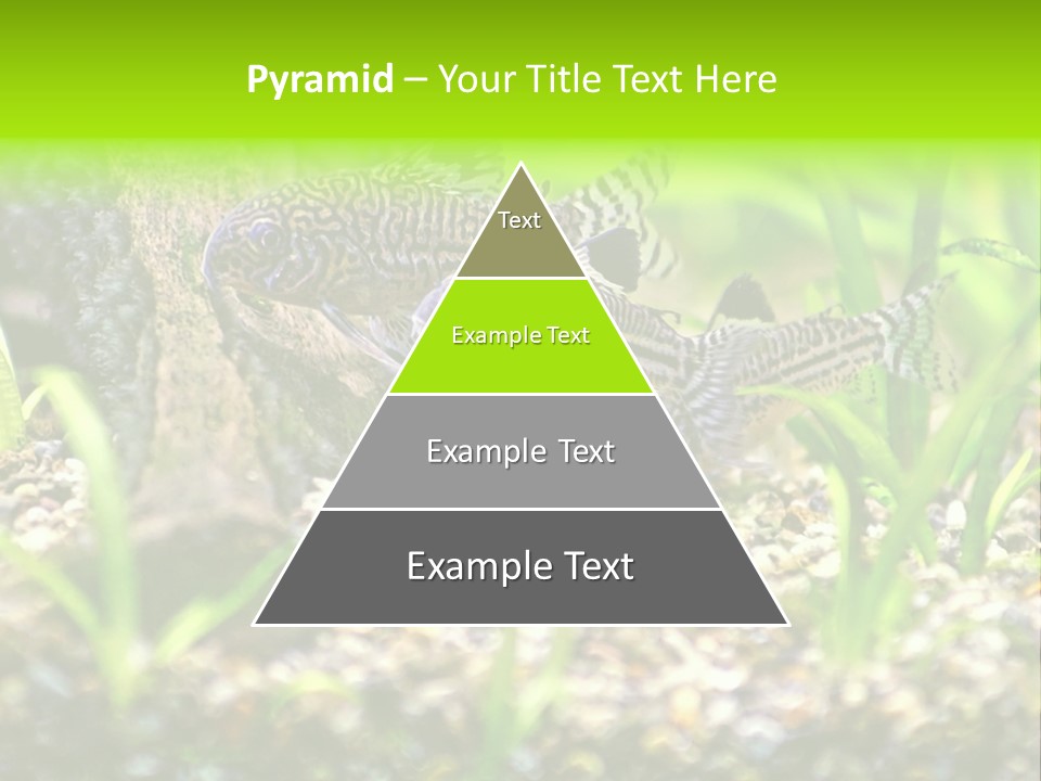 Three Corydoras Trinilleatus Catfish Swimming In A Planted Tropical Aquarium. Space For Copy. PowerPoint Template