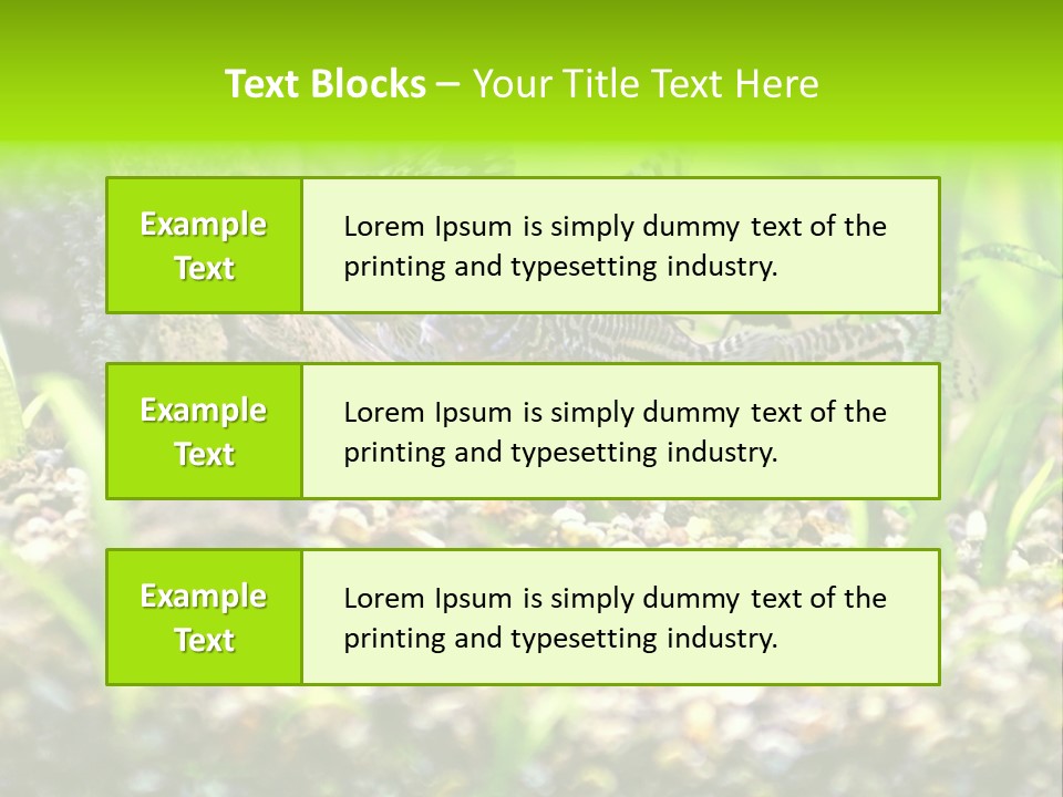 Three Corydoras Trinilleatus Catfish Swimming In A Planted Tropical Aquarium. Space For Copy. PowerPoint Template
