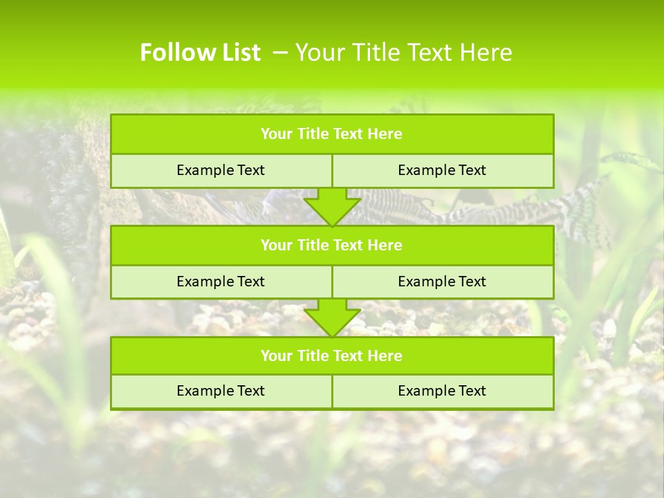 Three Corydoras Trinilleatus Catfish Swimming In A Planted Tropical Aquarium. Space For Copy. PowerPoint Template