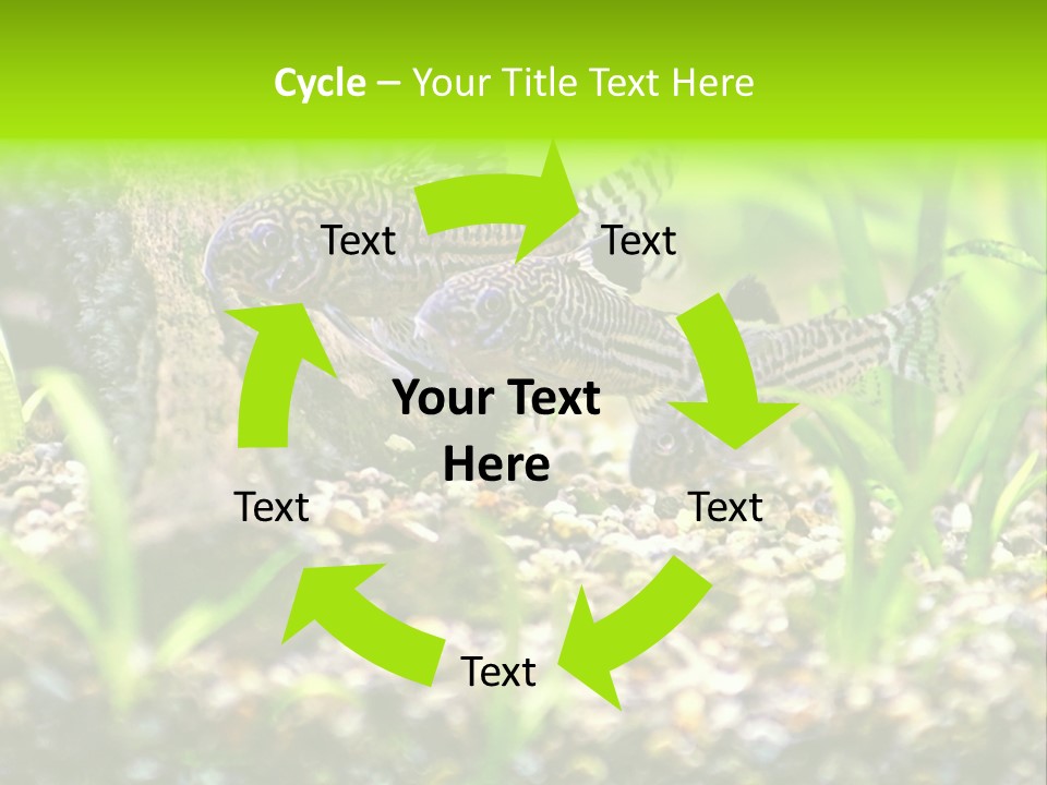 Three Corydoras Trinilleatus Catfish Swimming In A Planted Tropical Aquarium. Space For Copy. PowerPoint Template