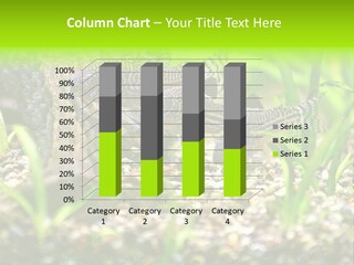 Three Corydoras Trinilleatus Catfish Swimming In A Planted Tropical Aquarium. Space For Copy. PowerPoint Template