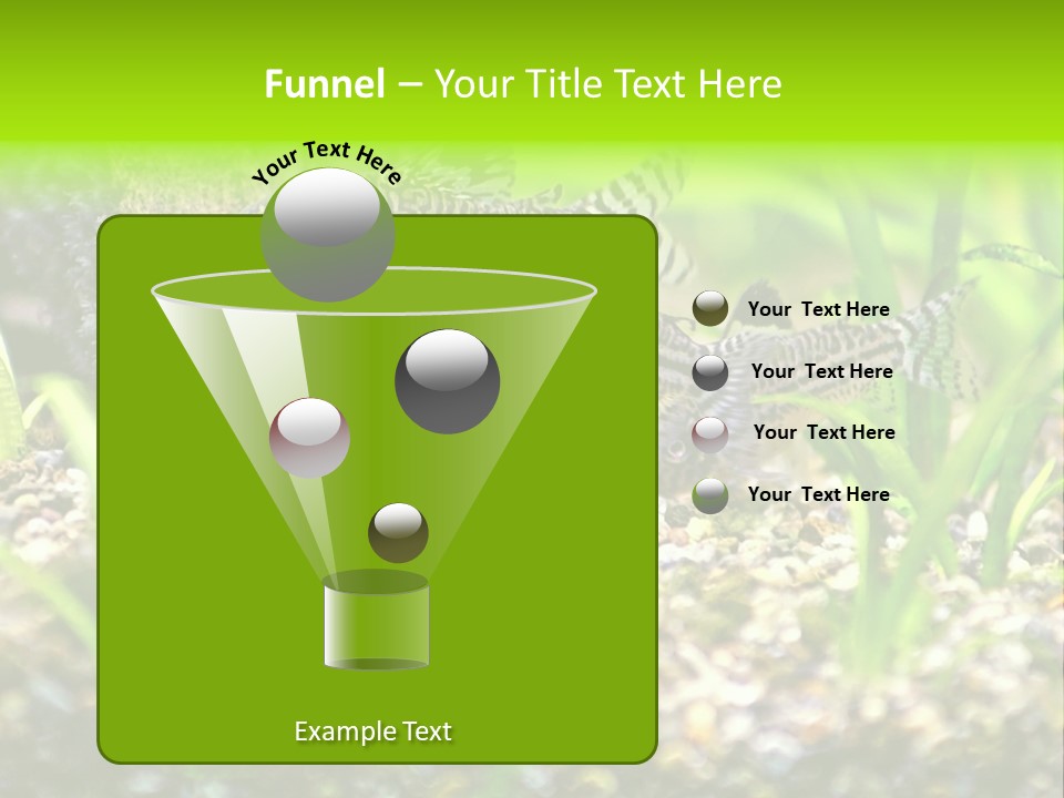 Three Corydoras Trinilleatus Catfish Swimming In A Planted Tropical Aquarium. Space For Copy. PowerPoint Template