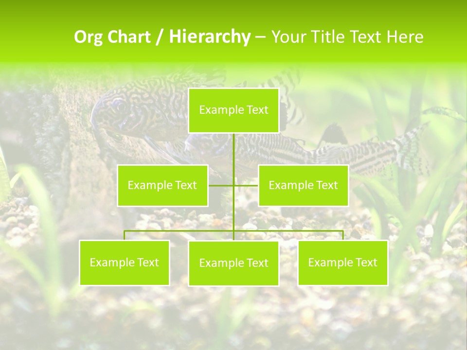 Three Corydoras Trinilleatus Catfish Swimming In A Planted Tropical Aquarium. Space For Copy. PowerPoint Template