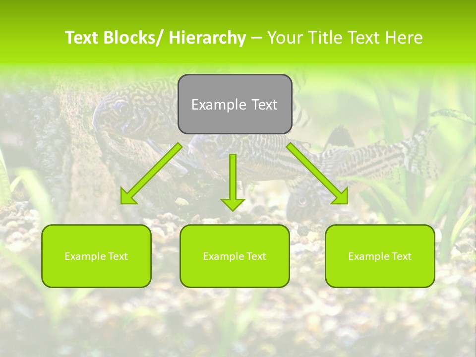 Three Corydoras Trinilleatus Catfish Swimming In A Planted Tropical Aquarium. Space For Copy. PowerPoint Template