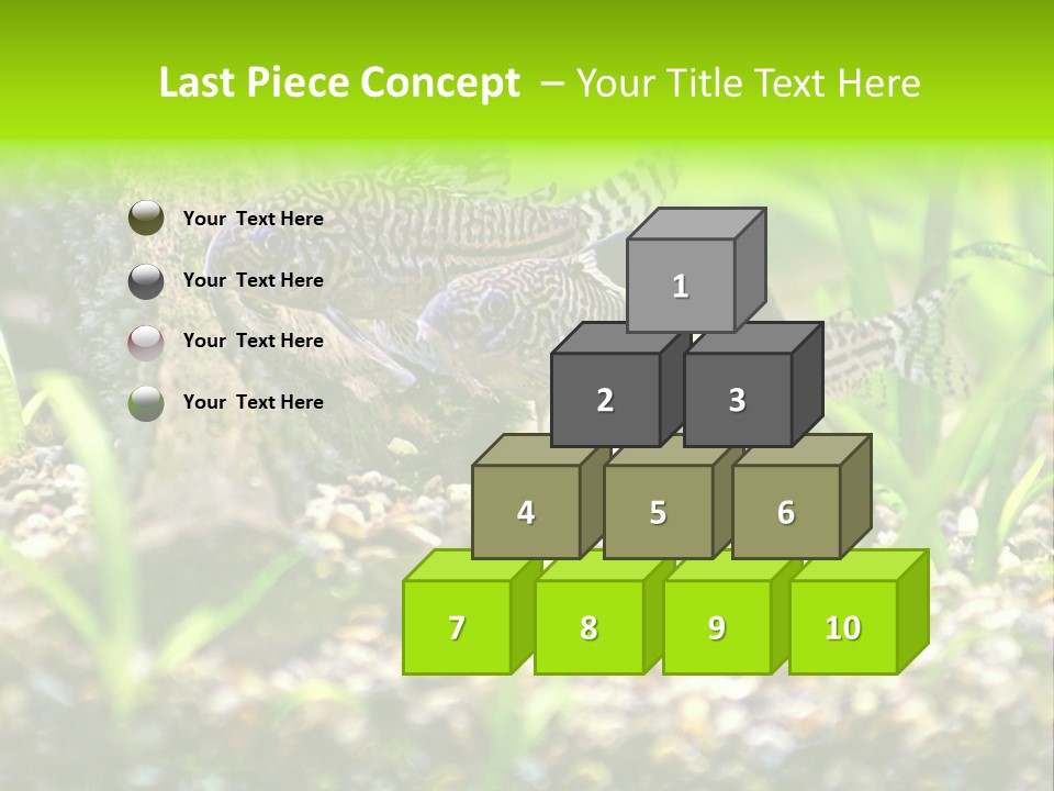 Three Corydoras Trinilleatus Catfish Swimming In A Planted Tropical Aquarium. Space For Copy. PowerPoint Template