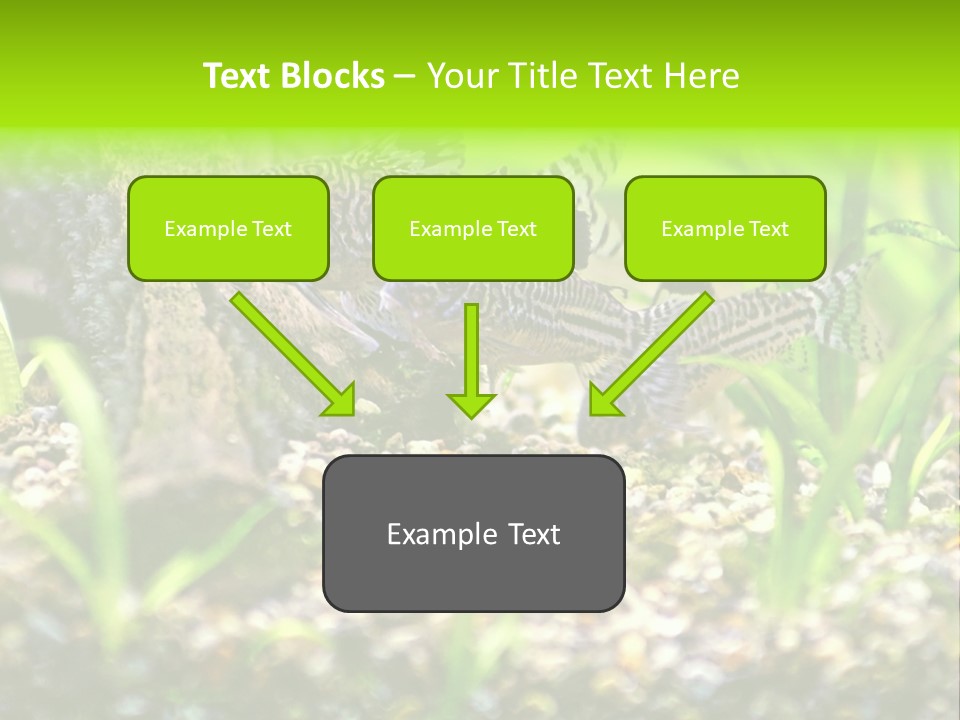 Three Corydoras Trinilleatus Catfish Swimming In A Planted Tropical Aquarium. Space For Copy. PowerPoint Template