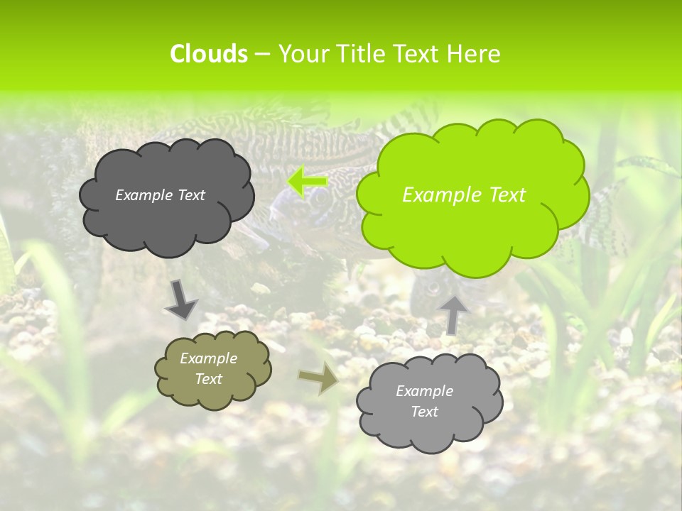 Three Corydoras Trinilleatus Catfish Swimming In A Planted Tropical Aquarium. Space For Copy. PowerPoint Template