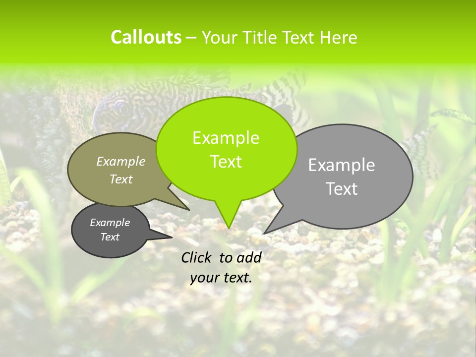 Three Corydoras Trinilleatus Catfish Swimming In A Planted Tropical Aquarium. Space For Copy. PowerPoint Template