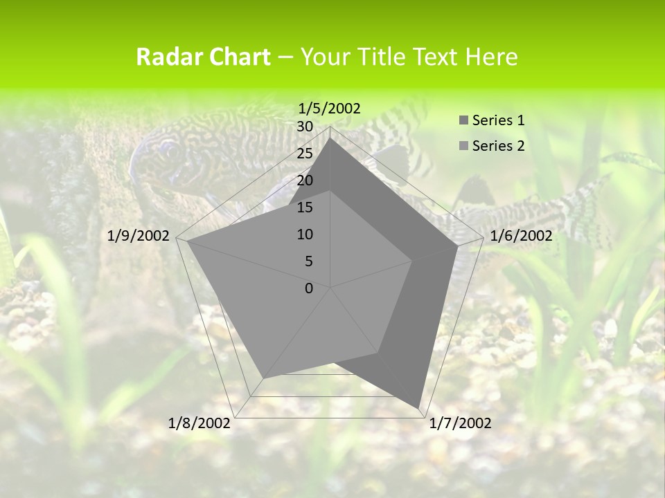 Three Corydoras Trinilleatus Catfish Swimming In A Planted Tropical Aquarium. Space For Copy. PowerPoint Template