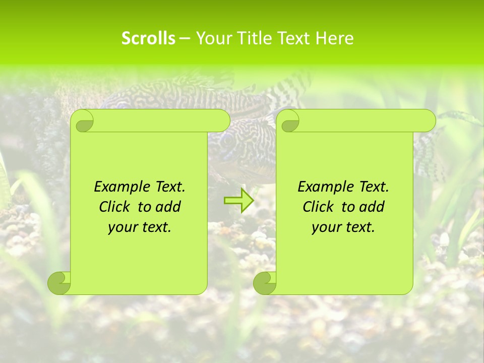 Three Corydoras Trinilleatus Catfish Swimming In A Planted Tropical Aquarium. Space For Copy. PowerPoint Template