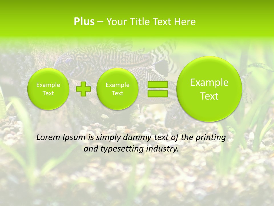Three Corydoras Trinilleatus Catfish Swimming In A Planted Tropical Aquarium. Space For Copy. PowerPoint Template