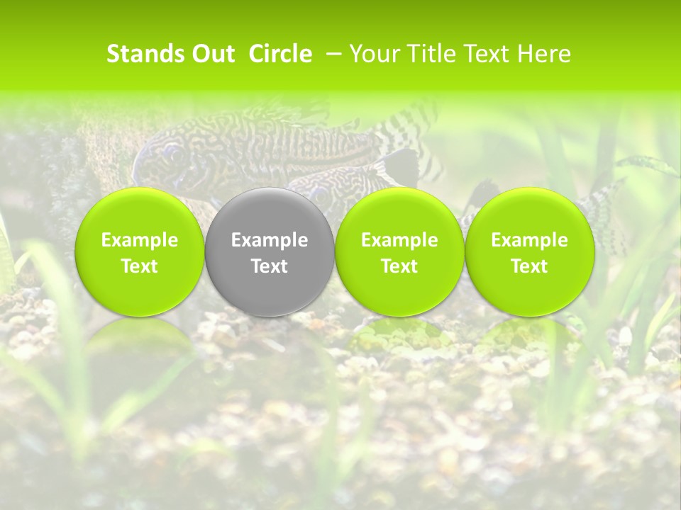 Three Corydoras Trinilleatus Catfish Swimming In A Planted Tropical Aquarium. Space For Copy. PowerPoint Template