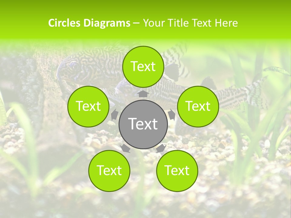 Three Corydoras Trinilleatus Catfish Swimming In A Planted Tropical Aquarium. Space For Copy. PowerPoint Template