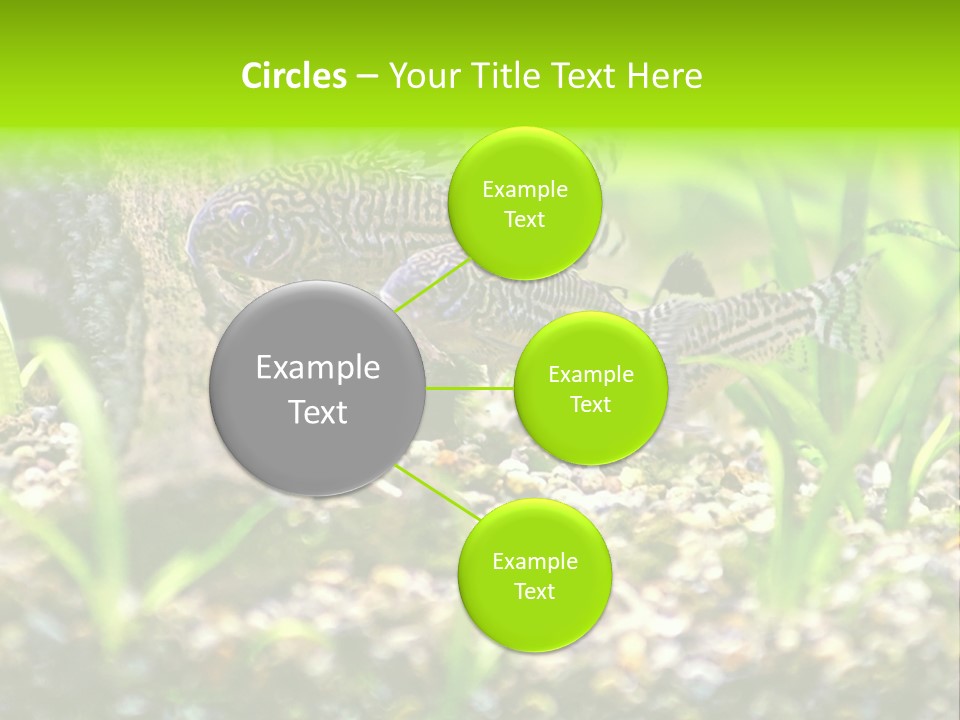 Three Corydoras Trinilleatus Catfish Swimming In A Planted Tropical Aquarium. Space For Copy. PowerPoint Template