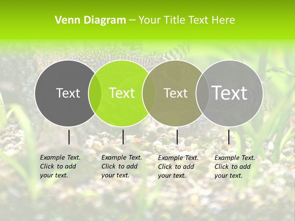 Three Corydoras Trinilleatus Catfish Swimming In A Planted Tropical Aquarium. Space For Copy. PowerPoint Template