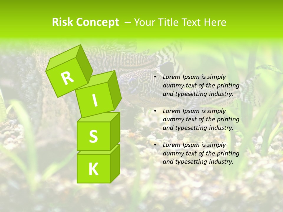 Three Corydoras Trinilleatus Catfish Swimming In A Planted Tropical Aquarium. Space For Copy. PowerPoint Template