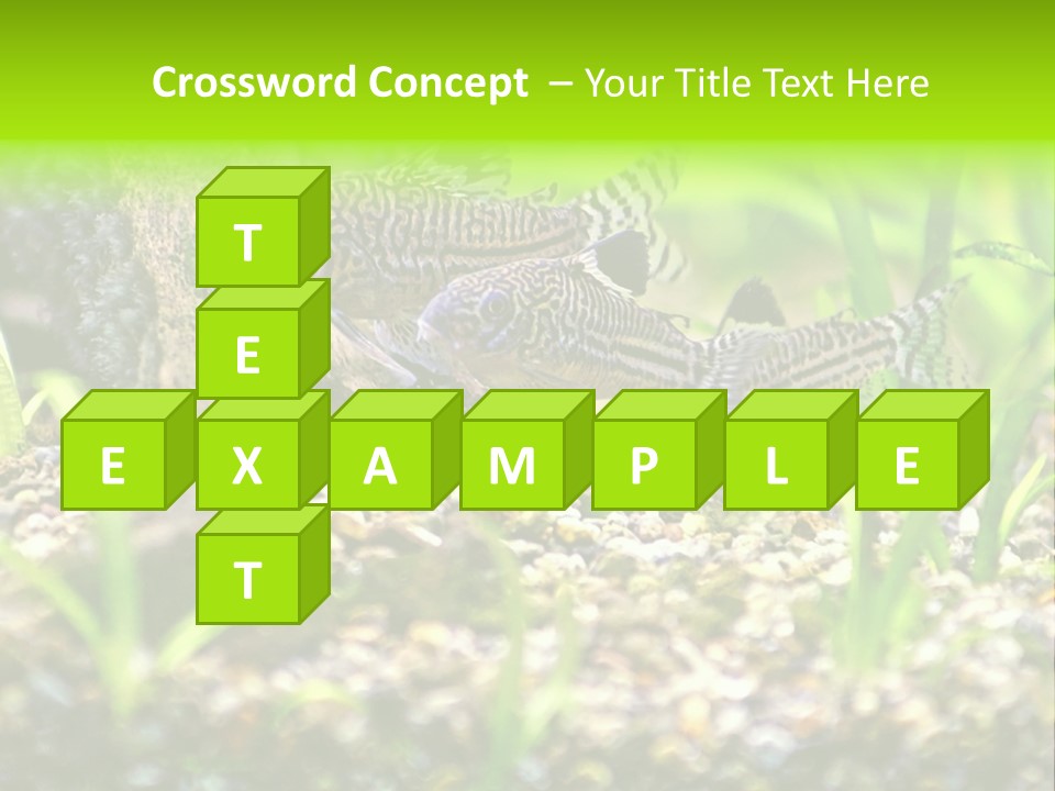 Three Corydoras Trinilleatus Catfish Swimming In A Planted Tropical Aquarium. Space For Copy. PowerPoint Template