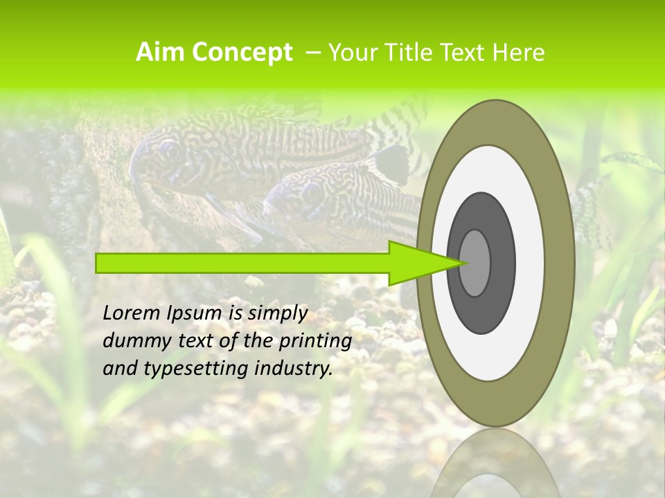 Three Corydoras Trinilleatus Catfish Swimming In A Planted Tropical Aquarium. Space For Copy. PowerPoint Template