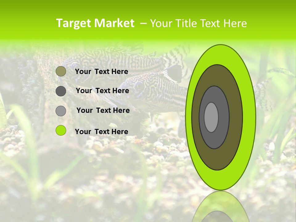 Three Corydoras Trinilleatus Catfish Swimming In A Planted Tropical Aquarium. Space For Copy. PowerPoint Template