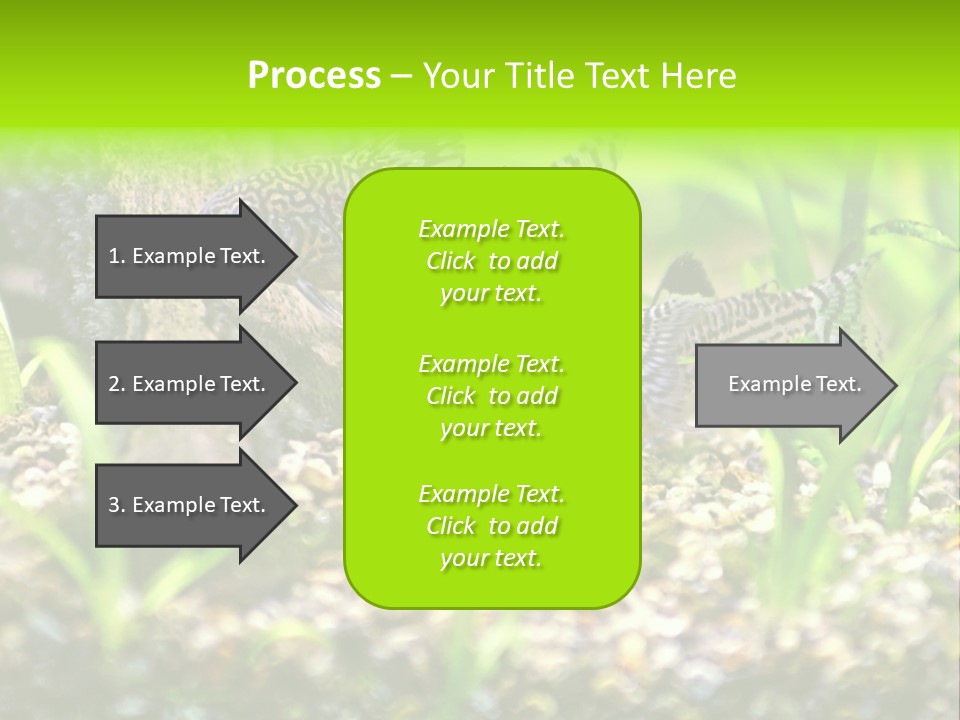 Three Corydoras Trinilleatus Catfish Swimming In A Planted Tropical Aquarium. Space For Copy. PowerPoint Template