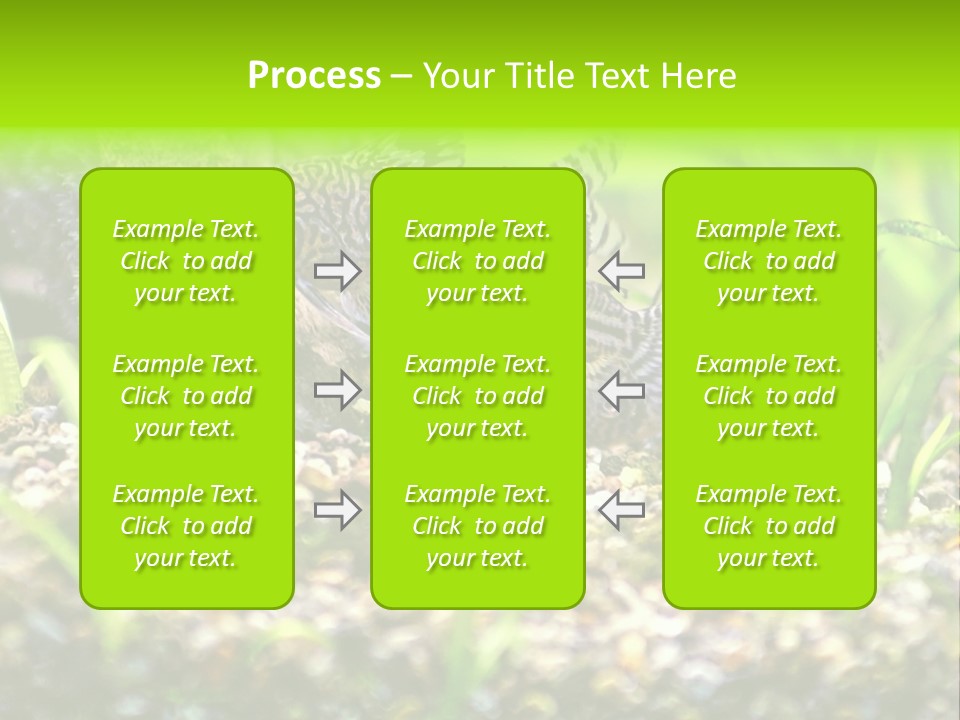 Three Corydoras Trinilleatus Catfish Swimming In A Planted Tropical Aquarium. Space For Copy. PowerPoint Template