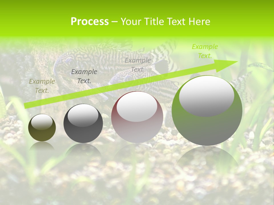 Three Corydoras Trinilleatus Catfish Swimming In A Planted Tropical Aquarium. Space For Copy. PowerPoint Template