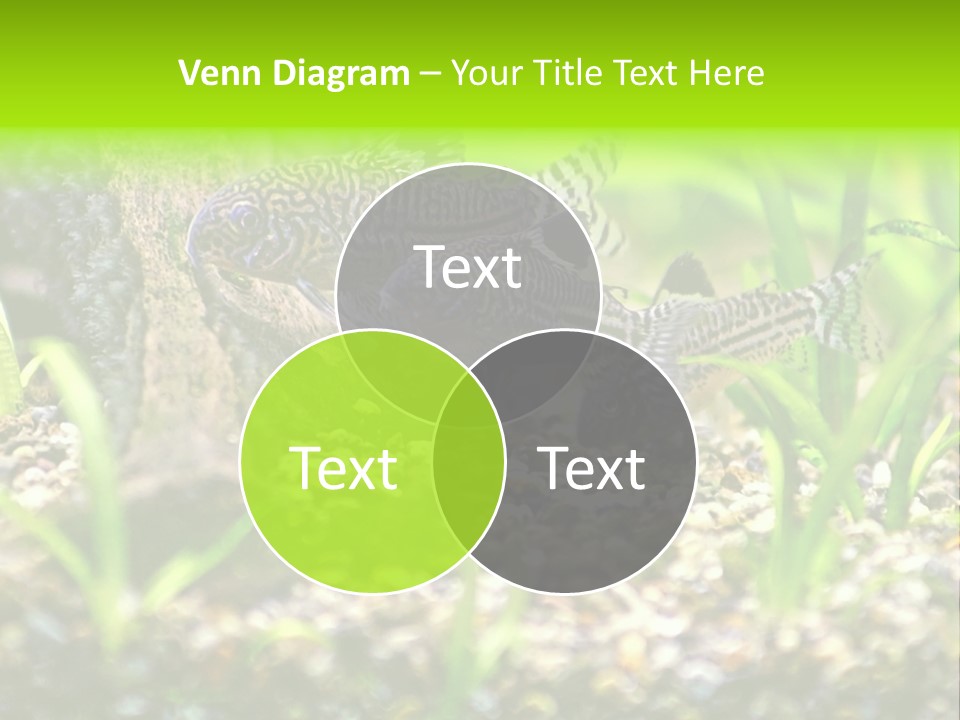 Three Corydoras Trinilleatus Catfish Swimming In A Planted Tropical Aquarium. Space For Copy. PowerPoint Template