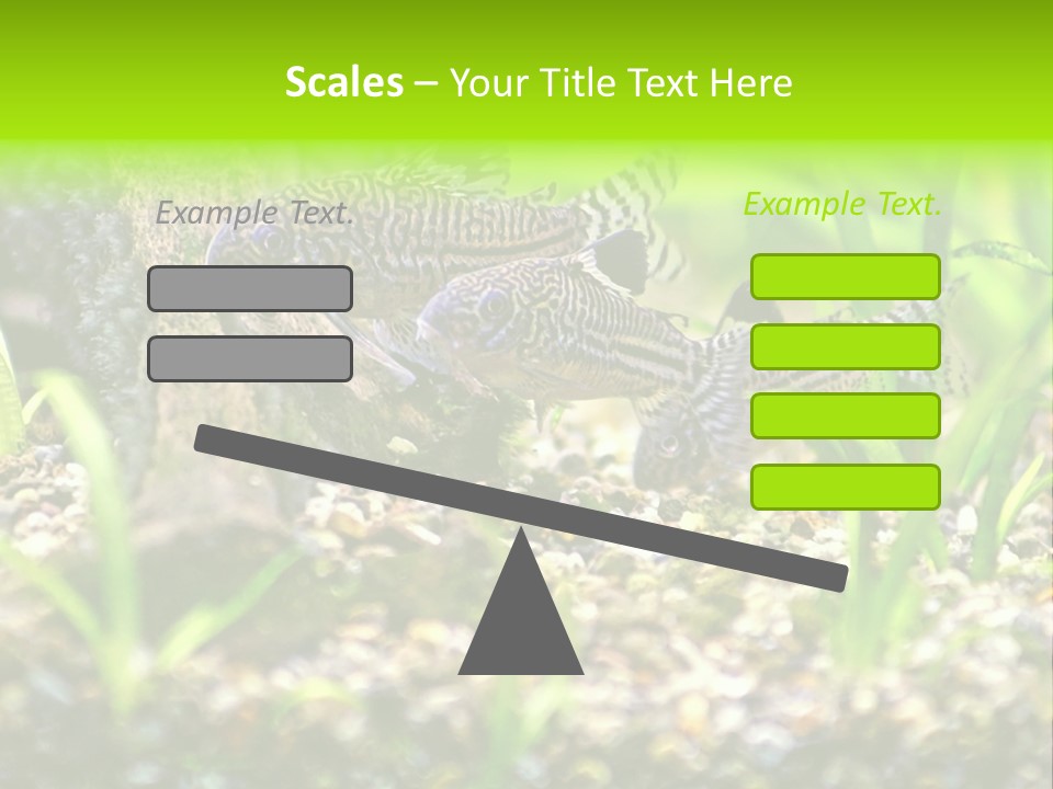 Three Corydoras Trinilleatus Catfish Swimming In A Planted Tropical Aquarium. Space For Copy. PowerPoint Template