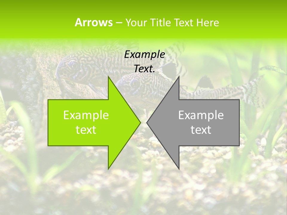 Three Corydoras Trinilleatus Catfish Swimming In A Planted Tropical Aquarium. Space For Copy. PowerPoint Template