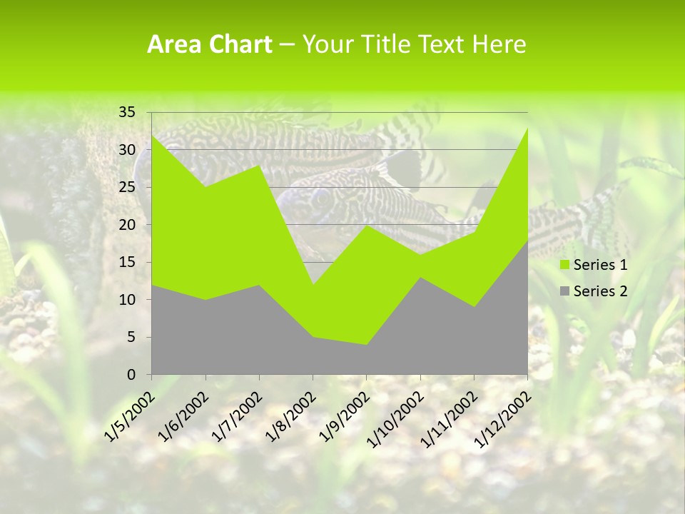 Three Corydoras Trinilleatus Catfish Swimming In A Planted Tropical Aquarium. Space For Copy. PowerPoint Template