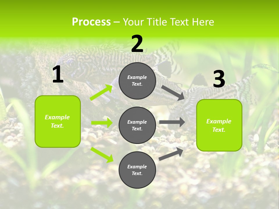 Three Corydoras Trinilleatus Catfish Swimming In A Planted Tropical Aquarium. Space For Copy. PowerPoint Template