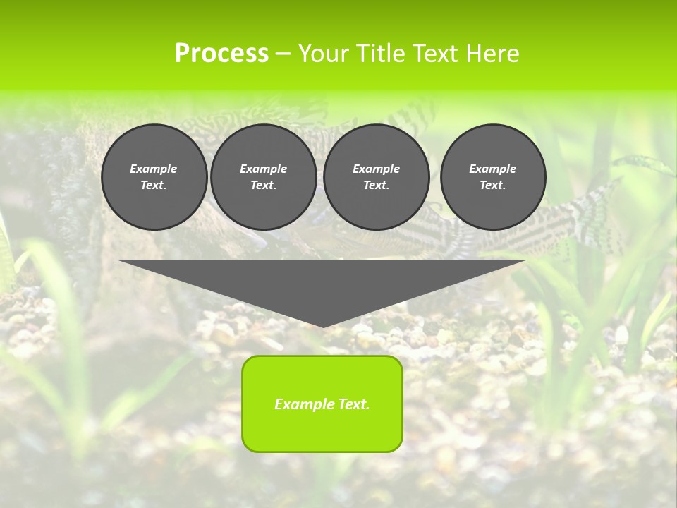 Three Corydoras Trinilleatus Catfish Swimming In A Planted Tropical Aquarium. Space For Copy. PowerPoint Template