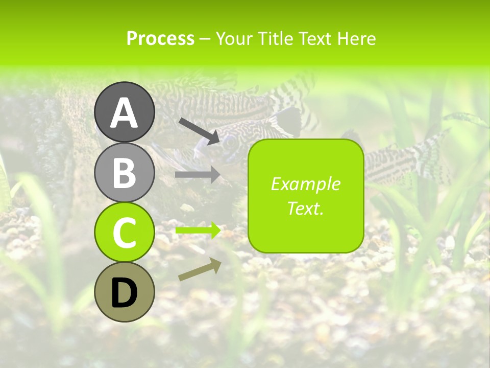 Three Corydoras Trinilleatus Catfish Swimming In A Planted Tropical Aquarium. Space For Copy. PowerPoint Template