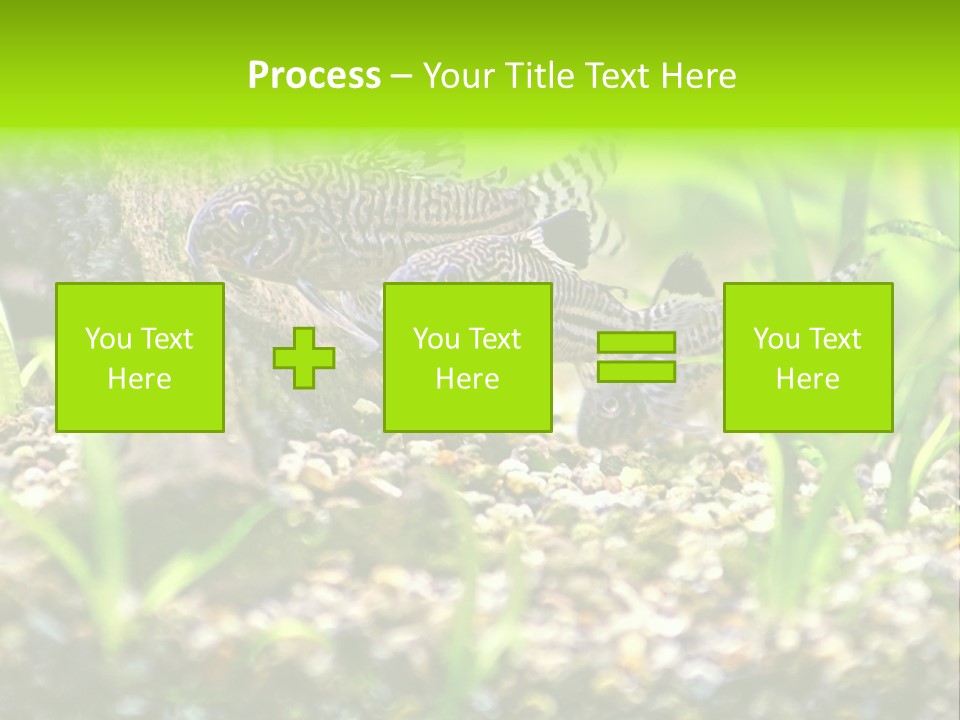 Three Corydoras Trinilleatus Catfish Swimming In A Planted Tropical Aquarium. Space For Copy. PowerPoint Template
