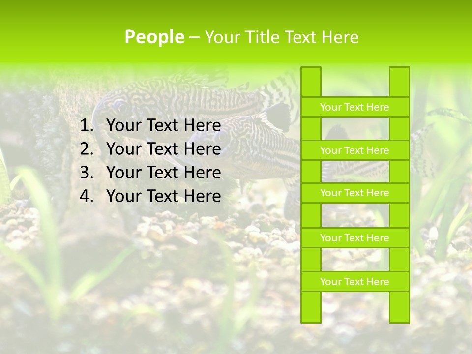 Three Corydoras Trinilleatus Catfish Swimming In A Planted Tropical Aquarium. Space For Copy. PowerPoint Template