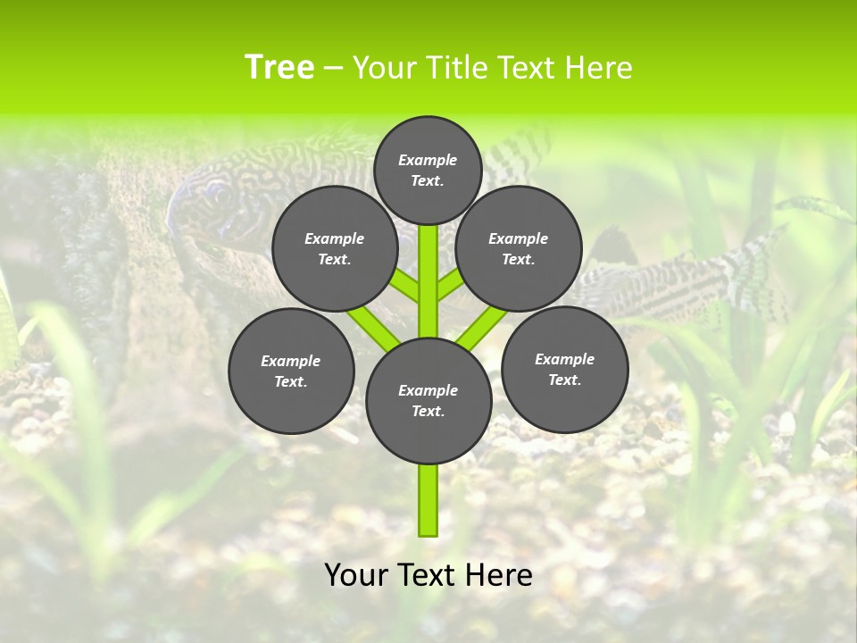 Three Corydoras Trinilleatus Catfish Swimming In A Planted Tropical Aquarium. Space For Copy. PowerPoint Template