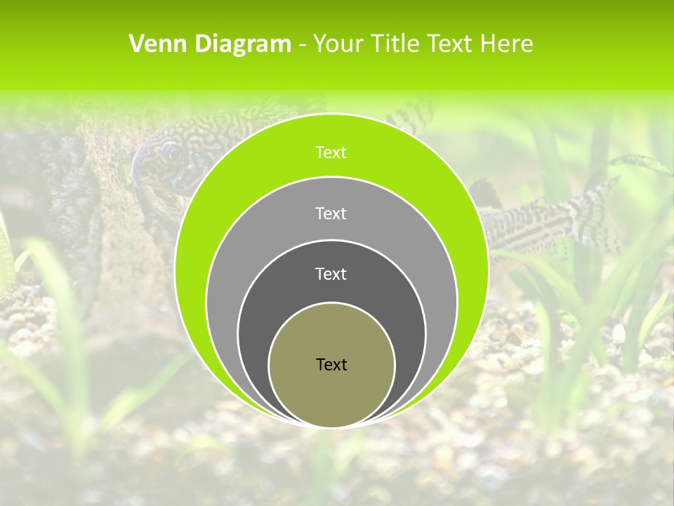 Three Corydoras Trinilleatus Catfish Swimming In A Planted Tropical Aquarium. Space For Copy. PowerPoint Template