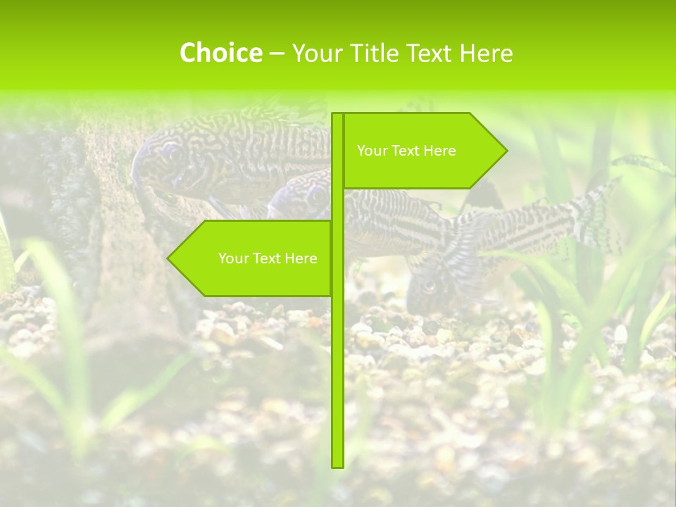 Three Corydoras Trinilleatus Catfish Swimming In A Planted Tropical Aquarium. Space For Copy. PowerPoint Template